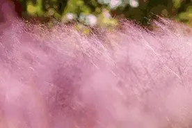 景区大妈硬核护花，这波喊话火了图片