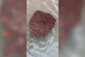 危险！洪水中出现漂浮的蚂蚁堆 美国一城市官方提醒人们避免涉水图片