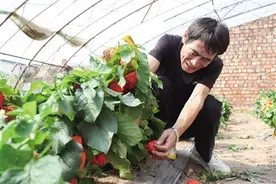 兵州亥村红菇娘喜获丰收 上万盆栽在大棚内等待销路图片