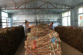“种”金蝉图片