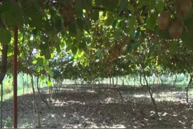 菏泽市成武县：村民搭建“乡村大舞台”焕发农村新风貌图片