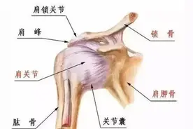 【体育保健康复专委会】肩关节损伤与康复图片