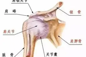 【体育保健康复专委会】肩关节损伤与康复图片