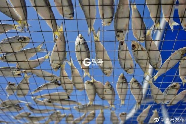 马鲛鱼鱼干 2025年马鲛鱼鱼干的做法大全