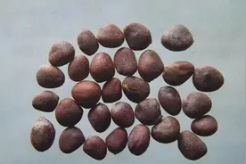 消食除胀，降气化痰，却又是补气药的克星——莱菔子（萝卜子）图片