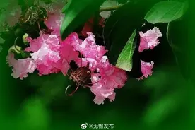 又遇紫薇花开时，独占芳菲美如画图片