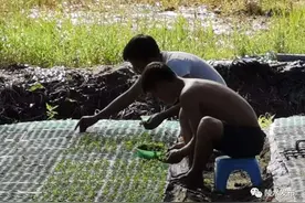 又是一年育苗忙 陵水圣女果育苗正当时图片