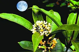 与天下共明月——摇曳在金风玉露里的中秋图片