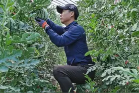 投资1000多万，这位北京瓜果批发商到巴彦淖尔种起了地图片