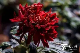 乌鲁木齐市植物园两万余盆菊花敞开看图片