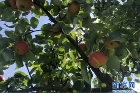南果梨采摘正当时 你看这果子又大又圆图片
