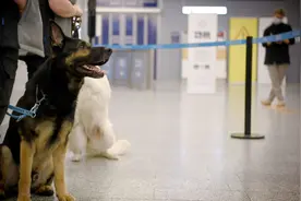 俄罗斯培训15只杂交犬 将在机场识别新冠感染者图片