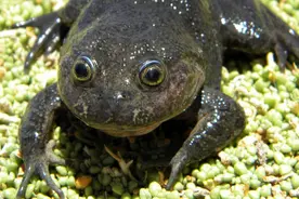 智利科学家发现已绝迹80年的青蛙，然而它们的生存空间已越来越小图片