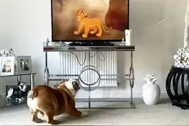 国外斗牛犬酷爱看《狮子王》看到木法沙去世情节悲伤吠叫图片