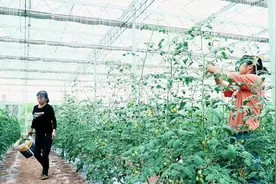 智能化为重庆农业赋能 农民当起“甩手掌柜”视频封面