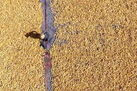 400吨储备粮“神秘消失”背后猫腻令人大吃一惊图片