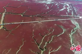 「幸福东北」盘锦红海滩 嫣红似火碱蓬草碧波浩渺芦苇荡图片