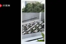 香港中环来了5只野猪，还跳进中银大厦外花园水池游泳图片