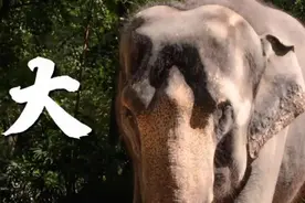 您真的了解大象吗？它们“一指神功”的“超能力”反正我是慕了图片