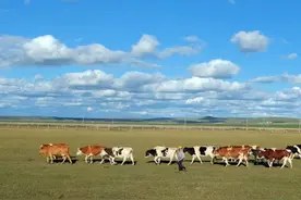 金秋草原美如画图片