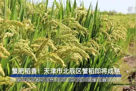 蟹肥稻香！天津市北辰区蟹稻即将成熟视频封面