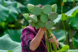 去崇明吃新鲜莲子！20元畅游560亩荷塘，游乐设施免费玩 | 国庆花样游·采莲篇图片