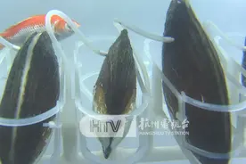 杭州人爱吃的河蚌，在城北这几条河里养了80万只…却用来干这事→图片