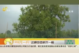 沾化冬枣最正宗，这棵“枣王树”了不得，结出的枣一斤能卖998元视频封面