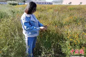 内蒙古女子深山种茶领乡亲致富 希望家乡从茶园变为茶山图片