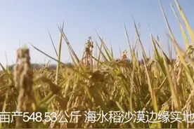 袁隆平团队研发耐盐碱水稻 亩产548.53公斤