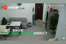 狗狗趁主人睡觉开冰箱偷吃雪糕，流程熟练还不忘掩盖证据！网友：成精了图片