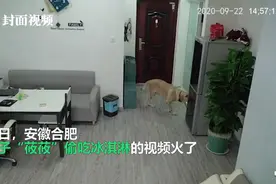 狗狗趁主人睡觉开冰箱偷吃雪糕，流程熟练还不忘掩盖证据！网友：成精了图片