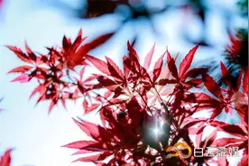 “红”色预告！帽峰枫叶渐红，假期观赏正当时~图片
