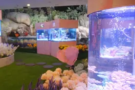 徜徉“海底花园”感受“海中花”缤纷之美图片