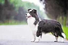 与一条狗的离别图片