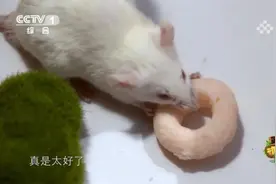 38岁大猩猩减肥，最大阻力竟然来自饲养员？图片