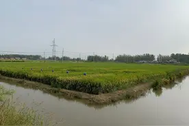 省专家组肯定宿迁“稻虾共作”试验成果图片