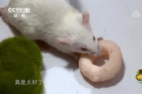 38岁大猩猩减肥，最大阻力竟然来自饲养员？图片