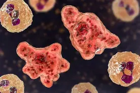 可怕！美国德州自来水发现致命“食脑虫”致死率达97%图片