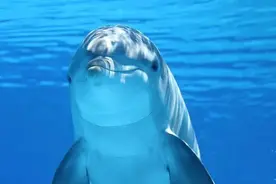 世界自然基金会（WWF）: 我们的海洋处于“水深火热”之中图片