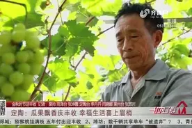 喜上眉梢！定陶“阳光玫瑰”葡萄喜获丰收，果农采摘打包发货忙视频封面