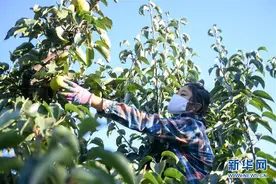 吉林延边：苹果梨迎来收获季图片