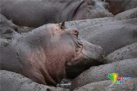 数百河马摩肩接踵享受泥浴 大打哈欠慵懒惬意图片
