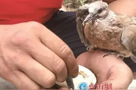 厦门岛内数只小鸟受伤落难 均得到市民的救助图片