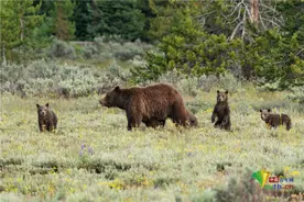 当妈不易！熊妈妈带罕见四胞胎出门散步图片