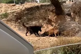 西班牙一家废弃农场内动物自相残杀 饥饿宠物狗捕食活猪图片
