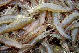 终于涨价！病害多了、偷虾的多了，对虾养殖户很头疼！肝脏发红，两小时左右差不多死光图片