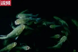 极为罕见！千岛湖水下摄影师偶遇惊人一幕，太震撼图片