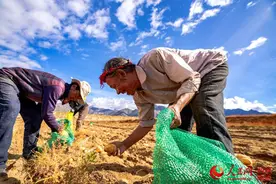 西藏日喀则市艾玛乡：土豆满田间 幸福沉甸甸图片