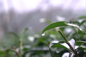 【“飞阅”中国】福建漳平：雨洗茶山空翠新视频封面